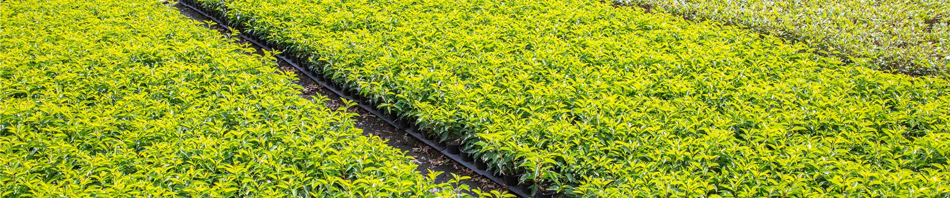 Pflanzen-Quatier in einer Baumschule Pflanzen-Quatier in einer Baumschule
