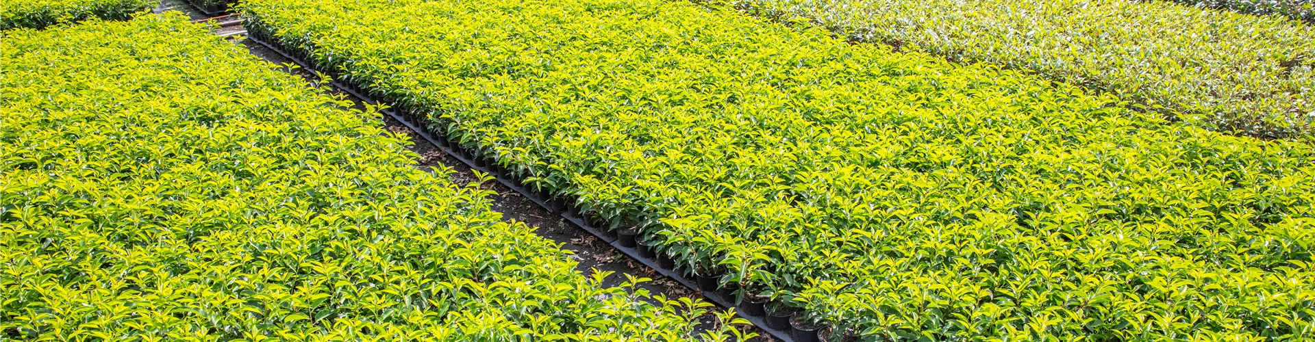 Pflanzen-Quatier in einer Baumschule