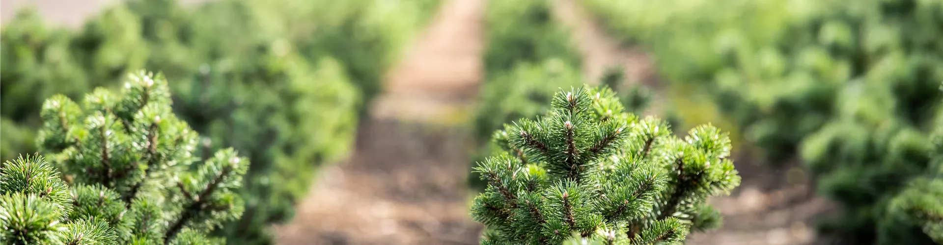 Koniferenquatier in der Baumschule Koniferenquatier in der Baumschule