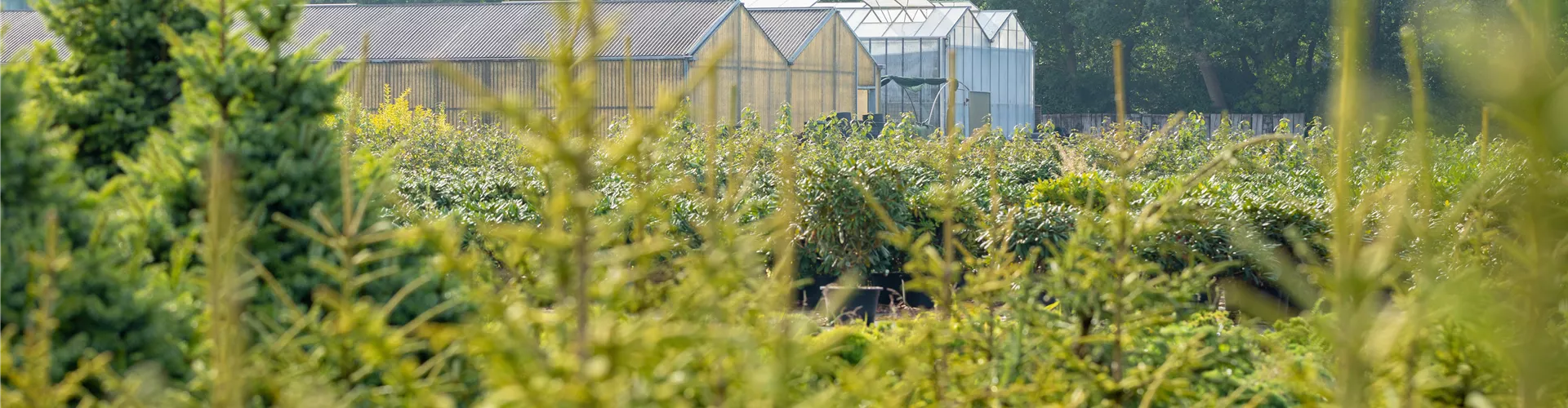 Gewächshäuser in einer Baumschule