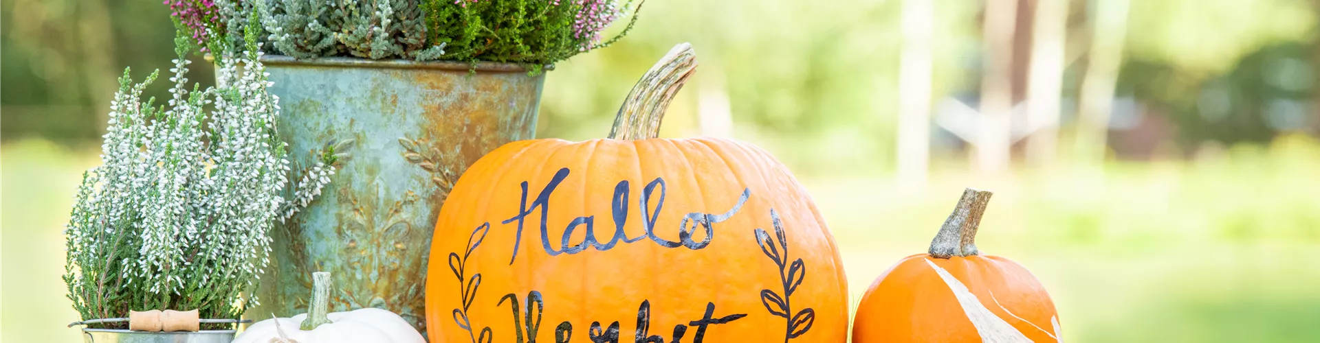 Herbstdeko - Kürbisse und Heide Herbstdeko - Kürbisse und Heide