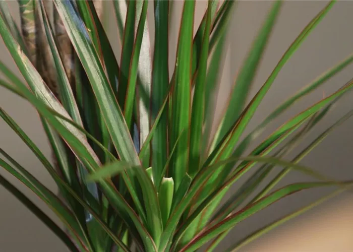 Zimmerpflanzenportrait - Drachenbaum Zimmerpflanzenportrait - Drachenbaum