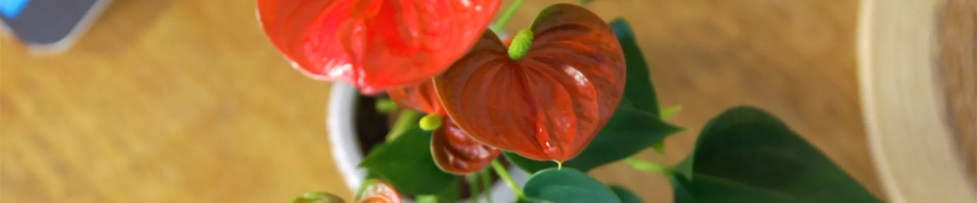 Flamingoblume (thumbnail)