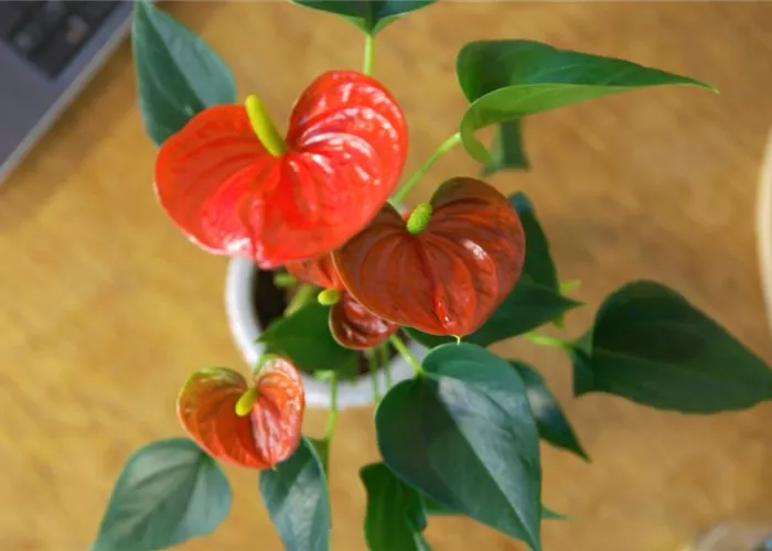 Zimmerpflanzenportrait - Flamingoblume Zimmerpflanzenportrait - Flamingoblume