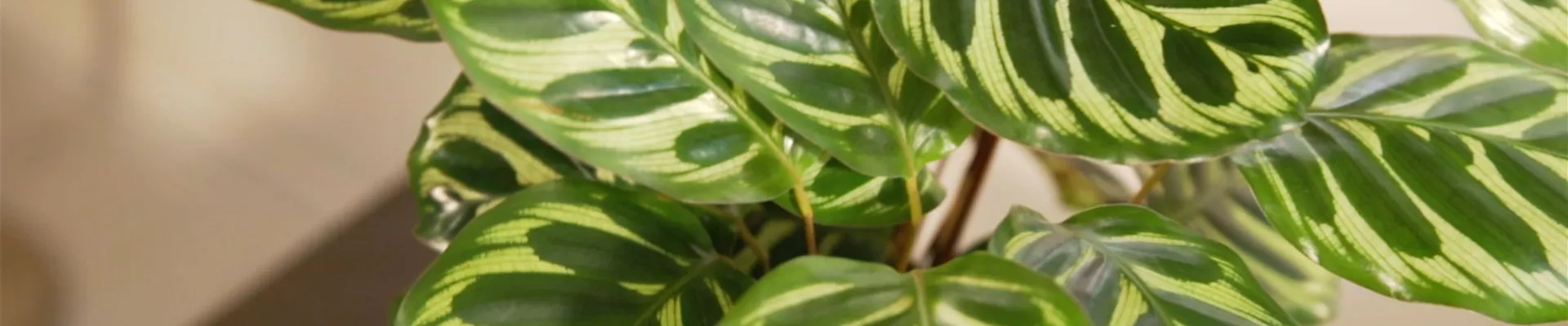 Korbmarante (Thumbnail) Korbmarante (Thumbnail)