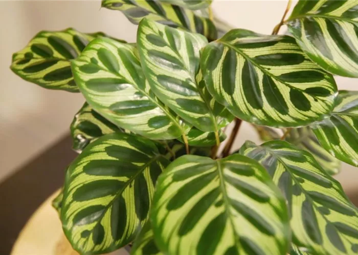 Zimmerpflanzenportrait - Korbmarante Zimmerpflanzenportrait - Korbmarante