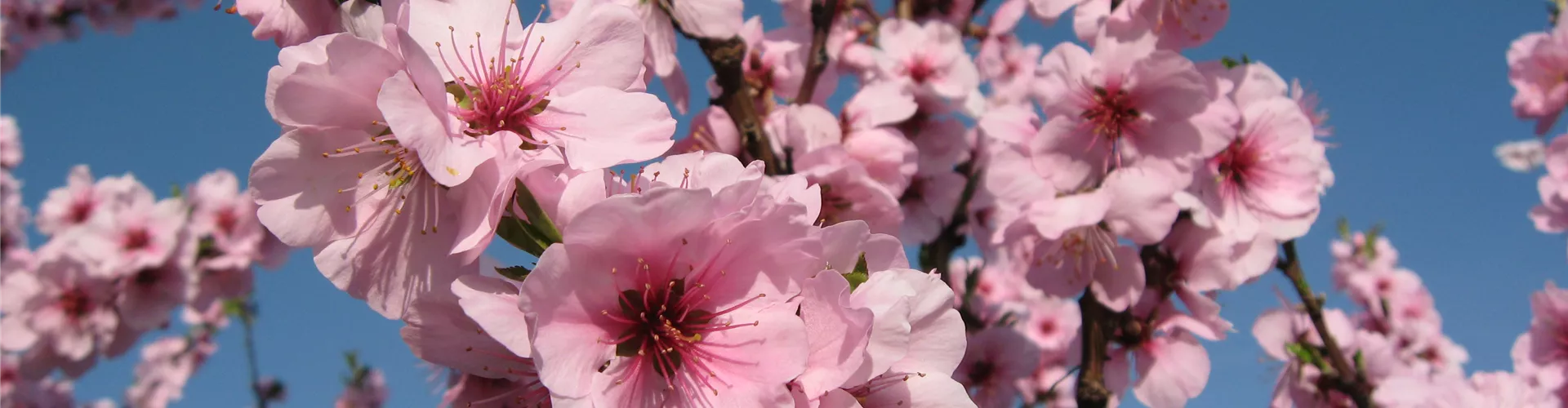 März_2011-03 März_2011-03