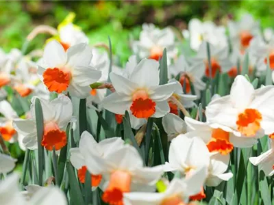 Alpenveilchen als Highlight in Haus und Garten