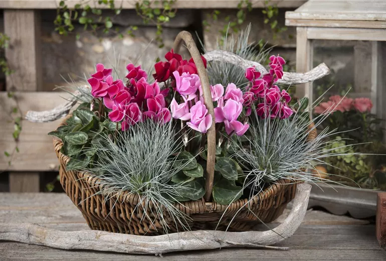 Cyclamen persicum Cyclamen persicum