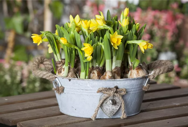 Narcissus cyclamineus Narcissus cyclamineus