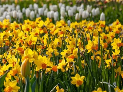 Alpenveilchen pflanzen und bunte Blüten bewundern
