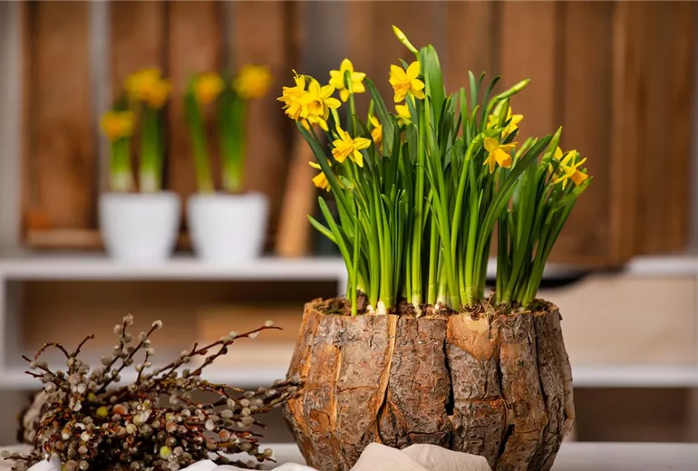 Narcissus cyclamineus Narcissus cyclamineus