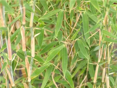 Begleitpflanzen für Bambus, die ihn in Szene setzen