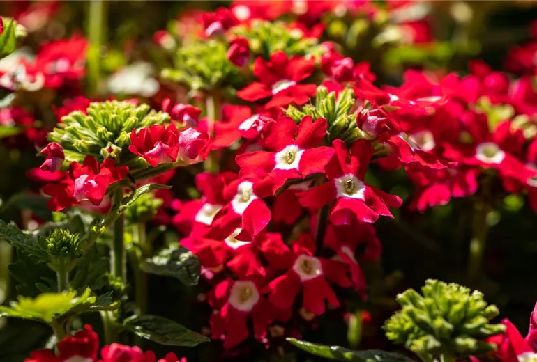 Verbena, rot