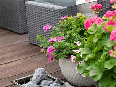 Beet- und Balkonpflanzen – Die schönsten Kandidaten