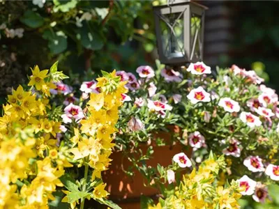 Beet- und Balkonpflanzen kaufen ist immer eine gute Idee