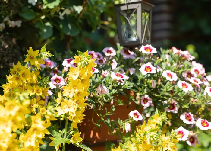 Beet- und Balkonpflanzen kaufen ist immer eine gute Idee Beet- und Balkonpflanzen kaufen ist immer eine gute Idee