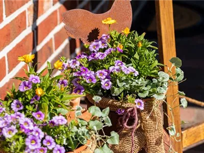 Beet- und Balkonpflanzen pflegen und bunte Blüten bewundern