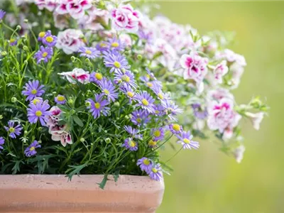 Beet- und Balkonpflanzen schneiden – Ja oder nein?