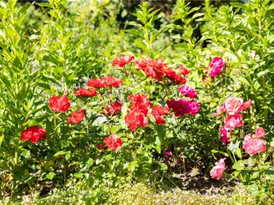 Beetrosen pflanzen und wunderschöne Blüten bewundern
