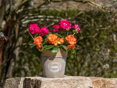 Begonien als blühende Akzente für Balkon und Garten