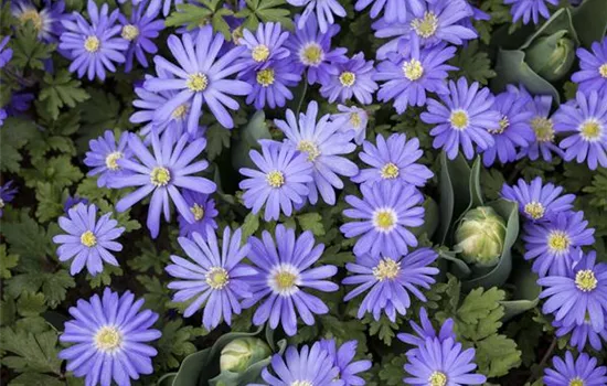 Anemonen – zarte Windröschen im Garten Anemonen – zarte Windröschen im Garten