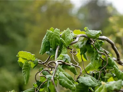 Beliebte Laubgehölze für den eigenen Garten