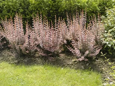 Berberitzen bereichern den Garten in jeder Hinsicht
