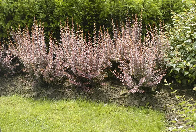 Berberis