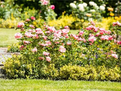 Bezaubernde Gartengestaltung mit Beetrosen entdecken