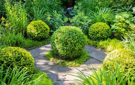 Buchsbaum als immergrüner Klassiker in Garten und Co. Buchsbaum als immergrüner Klassiker in Garten und Co.