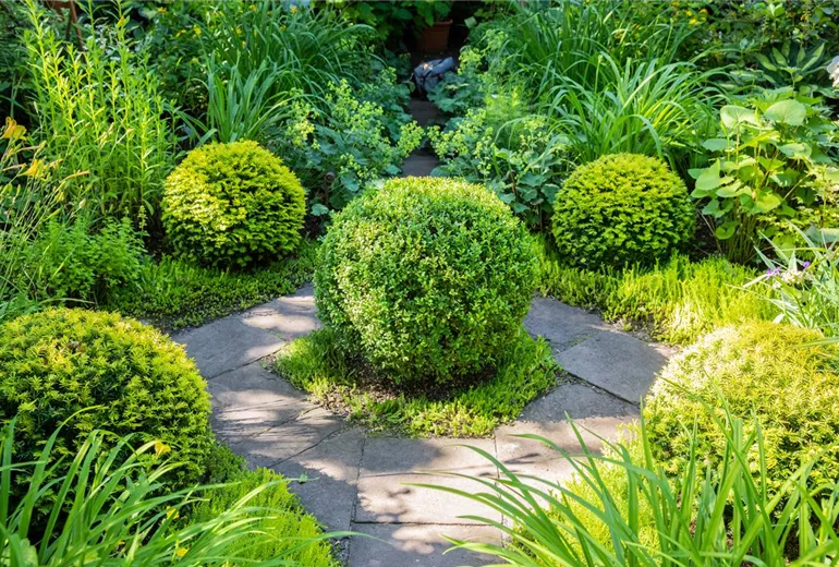 Buxus sempervirens, Kugel Buxus sempervirens, Kugel