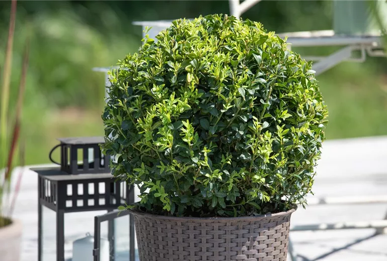 Buxus sempervirens, Kugel Buxus sempervirens, Kugel