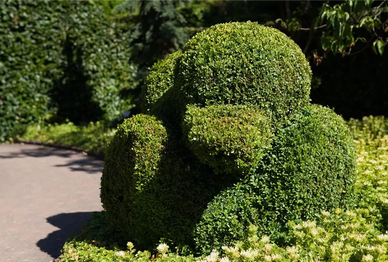 Buxus sempervirens var. arborescens Buxus sempervirens var. arborescens