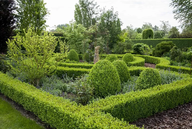 Buxus sempervirens Buxus sempervirens