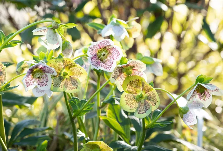 Helleborus Hybride 'Spring Promise Conny'