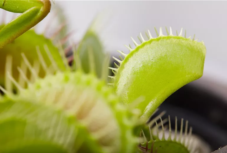 Dionaea