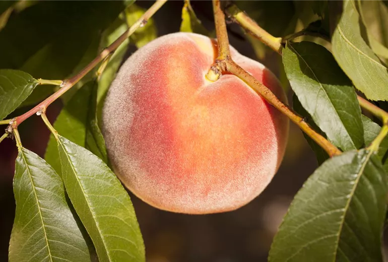 Prunus persica