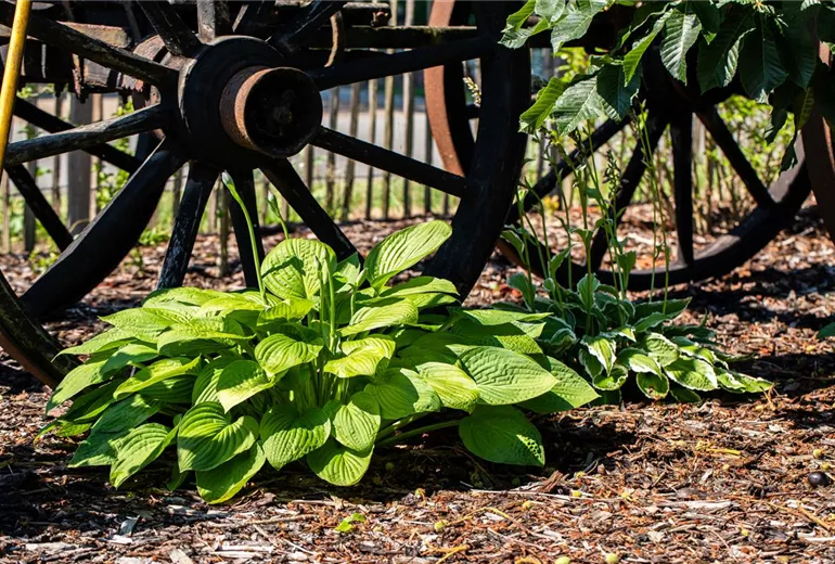 Hosta Hosta