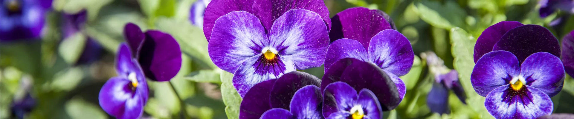 Viola tricolor