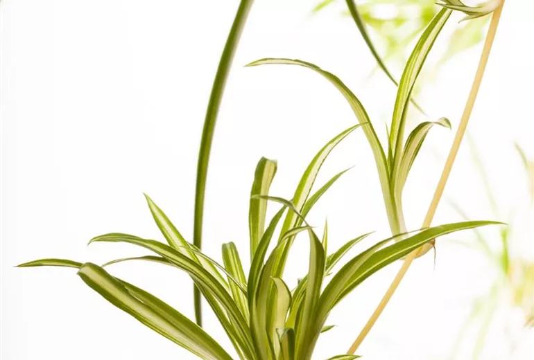 Chlorophytum comosum 'Variegatum'