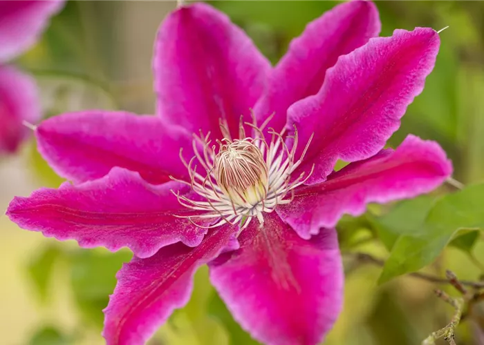 Kletterpflanzen pflegen und das Grün im Garten genießen