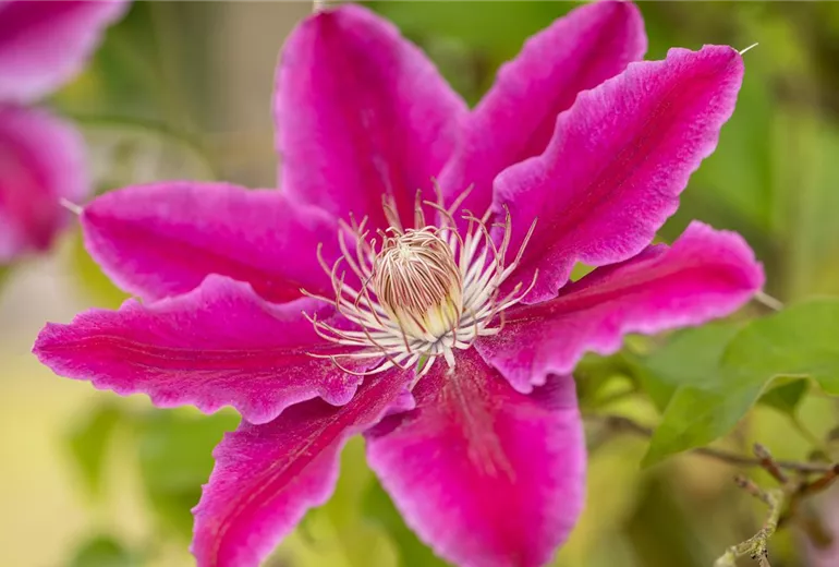 Clematis 'Dr. Ruppel'