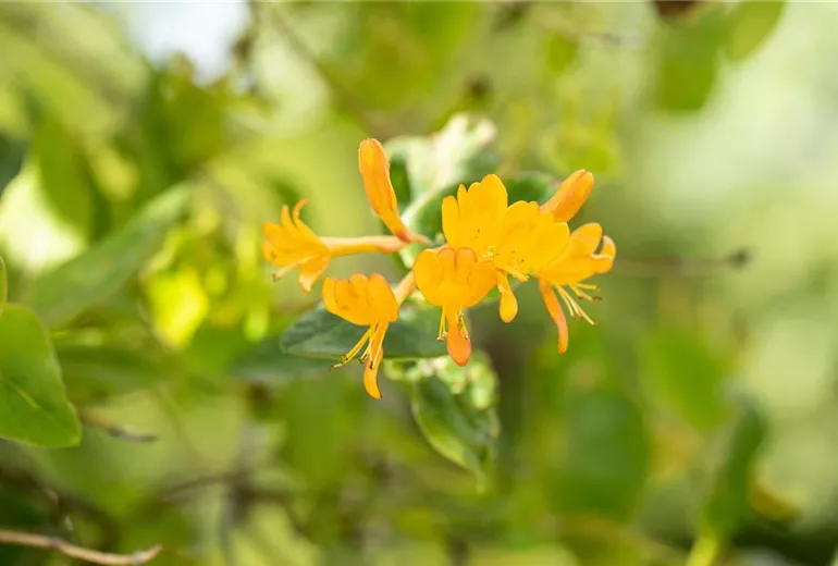 Lonicera tellmanniana