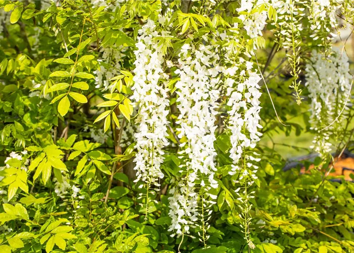 So dekorativ können Kletterpflanzen als Sichtschutz aussehen