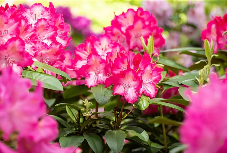 Rhododendron 'Sternzauber'