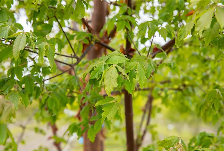 Acer griseum