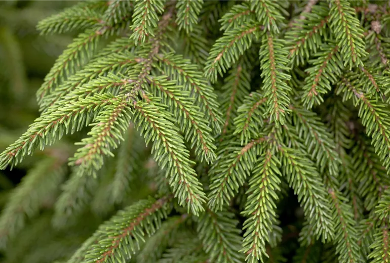 Picea orientalis 'Aureospicata'