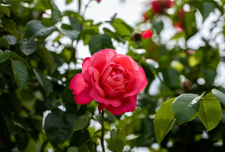 Kletterrose, rosa