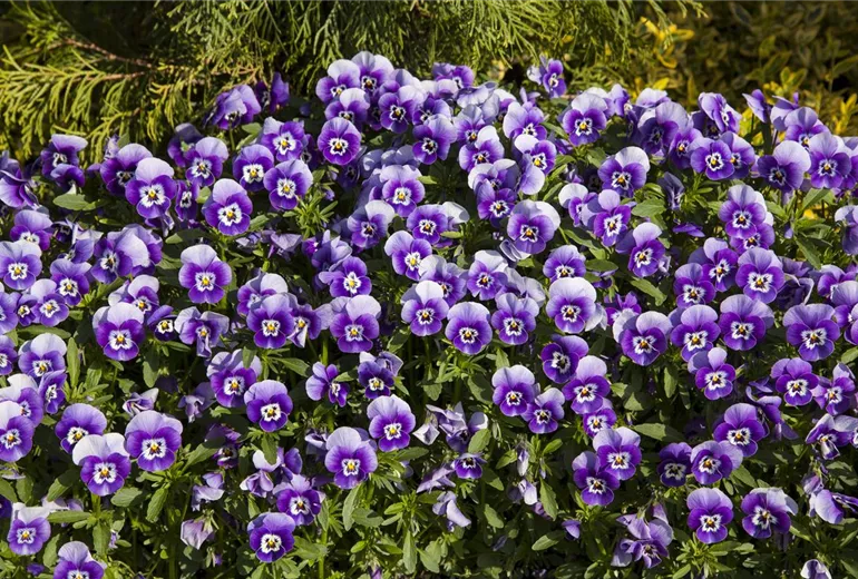 Viola tricolor